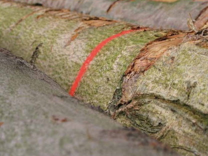 Soppec Forst Markierungsspray Markierspray Leuchtmarkierfarben